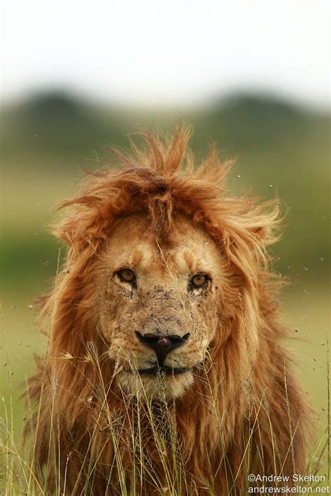 African Lion Panthera Leo Kenya Flickr