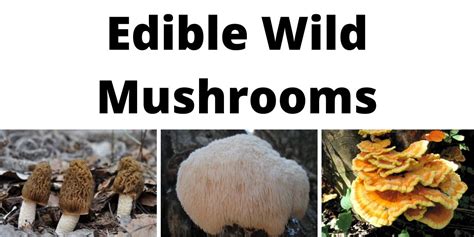 Edible Wild Mushrooms A List Of 7 Species Of Fungi To