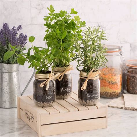 Grow Herbs On Your Kitchen Bench Using Kilner Glass Jars Mason Jar