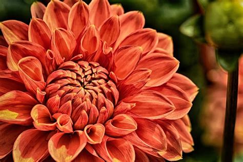 How To Grow Dahlias Infographic All Things Flowers Blog By Sydney