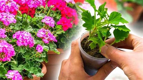 How To Propagate Geraniums From Cuttings Granny Tricks