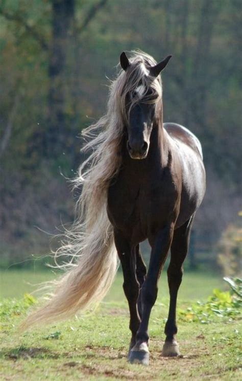 Pre Browny Beauty Horse Hest Animal Movement Beautiful Gorgeous