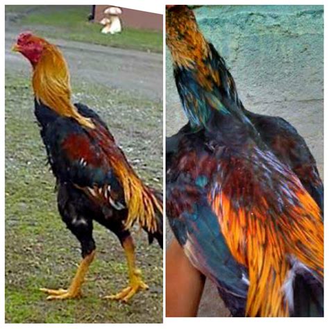Apalagi bila ayam bangkok blorok mempunyai warna yang serasi antara kombinasi warna bulu dengan kaki dan paruh ayam. Ayam Bangkok Khas Bulu Jalak/Wido Paling Populer | AYAM JAWARA KITA