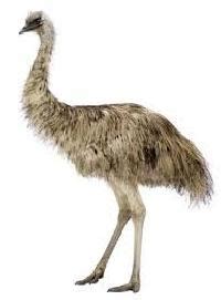 Emu Birds in West Bengal - Manufacturers and Suppliers India