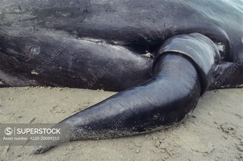 Sperm Whale Close Up Of Penis Physeter Macrocephalus Belgium