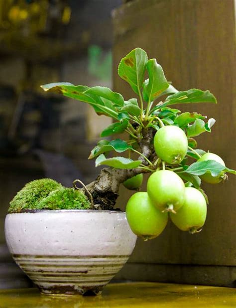 Check spelling or type a new query. Making a Guava bonsai | Guava Tree Information, Growing ...