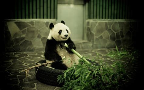 Wallpaper Panda Kebun Binatang Bambu 1680x1050 Wallup 1040043