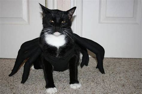 Spider Pet Costumes Cat Halloween Costume Cats