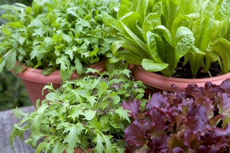 Monty Dons Favourite Salad Leaves Bbc Gardeners World Magazine