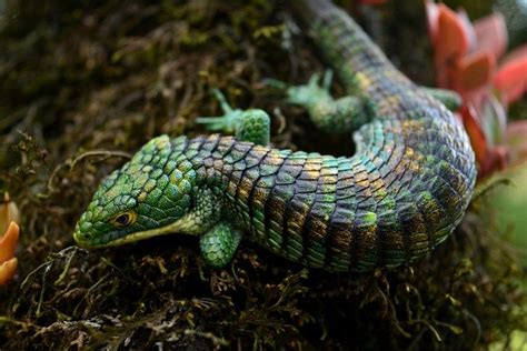 Top 10 Mexican Alligator Lizard Facts A Very Beautifully Green Lizard