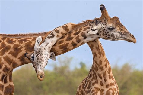 Neck To Neck Combat How Do Giraffes Fight
