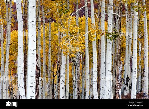 Grove Of Aspen Trees In Late Fall Or Autumn On The La Sal Mountains
