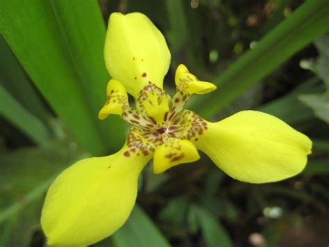 Perishable products (like food or flowers). Tropical Rainforest Plants List