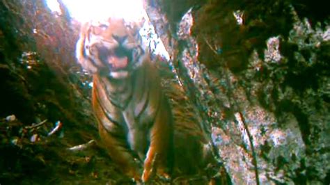 How High Can Tigers Live In The Himalayas Expedition Tiger Bbc