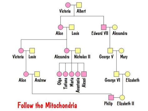 Here is the family tree of the royal family. hoomistu: queen elizabeth 2 family tree