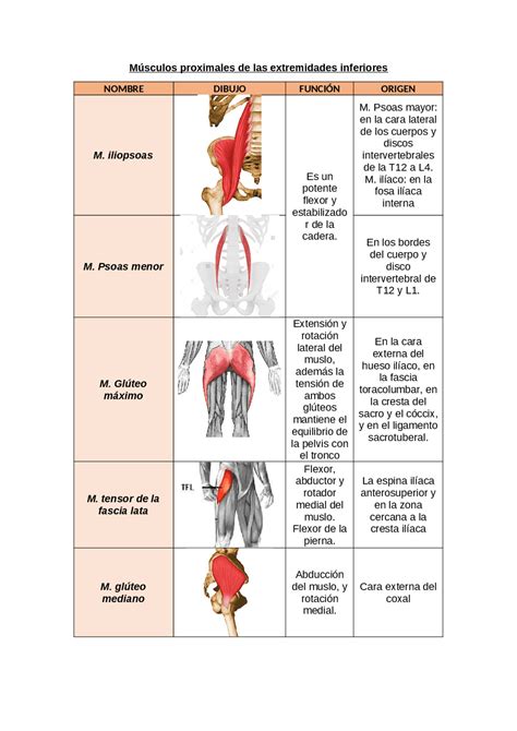 Músculos Proximales De Las Extremidades Inferiores Apuntes De