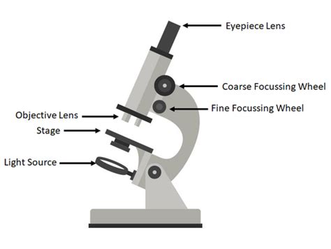 Microscope Labelled Diagram Gcse Micropedia Images And Photos Finder
