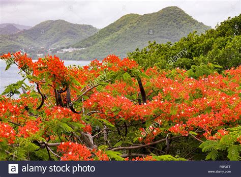 The flower of the month of march is the daffodil. Flame tree (Delonix regia) with bright red flowers and ...