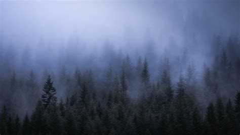 Fog Forest Wallpaper 72 Images
