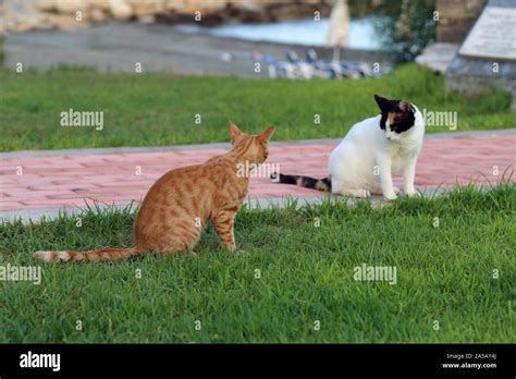 Adult Cats Exploring Hi Res Stock Photography And Images Alamy