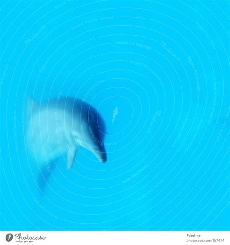 Dolphin Colour Photo A Royalty Free Stock Photo From Photocase