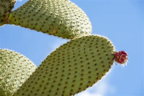 I've used the juice from prickly pear to flavor cream cheese frosting for a lime flavored cupcake, and have seen others boil cactus pear. Prickly Pear Cactus With Fruits In Purple Color. Stock ...