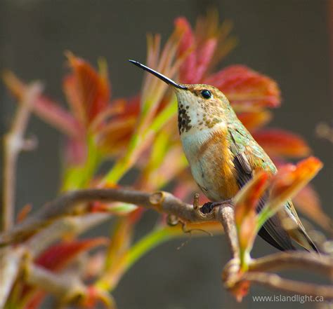 Rufous Hummingbird ~ Hummingbird Ecard Island Light Photography
