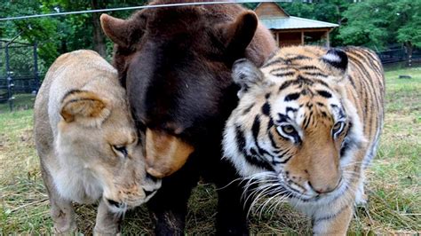 Most Unbelievable Friendships Between Different Animal