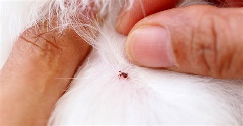 How To Know If Dog Has Fleas Or Ticks
