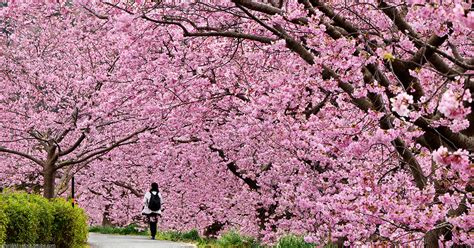 Japon Les Cerisiers En Fleurs En Photos