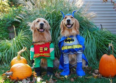 The 40 Golden Retriever Halloween Costumes So Cute Youll Cry Page 4