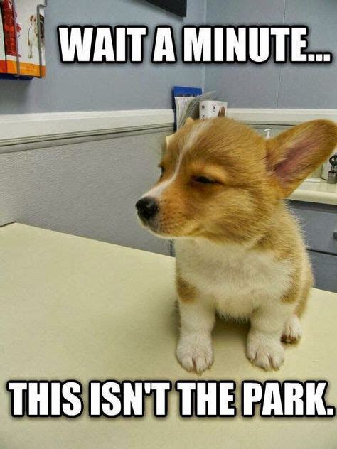 Suspicious Dog Is Suspicious Funny Animal Jokes Animal Jokes Puppy Meme