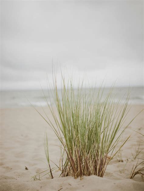 Green Grass Growing On Sandy Seashore Against Cloudy Sky · Free Stock Photo