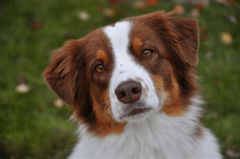 This Is Annie My Red Tri Australian Shepherd She Is The Best Dog I