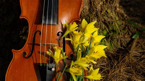 The best background music free download and royalty free. Download wallpaper 1920x1080 violin, musical instrument ...