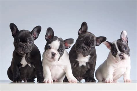 French Bulldog Puppies A Complete Guide Petdt