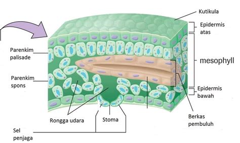 Sel hewan dan sel tumbuhan secara umum. Pengertian Jaringan Tumbuhan dan Fungsinya Secara Lengkap