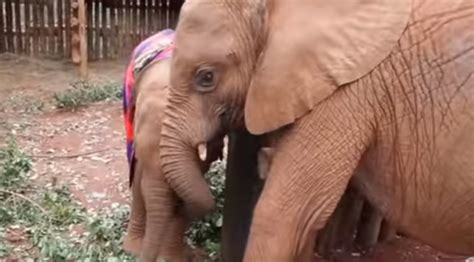 Orphaned Baby Elephant Is Greeted By His New Best Friend And