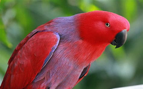 Hd Wallpaper Red Eclectus Parrot Hd Wallpaper Bird Animal Themes