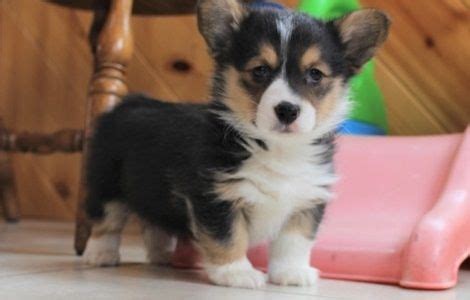 Puppyfinder.com is your source for finding an ideal pembroke welsh corgi puppy for sale in usa. Pembroke Welsh Corgi Puppies For Sale | San Diego, CA #296200
