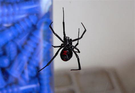 Easy Clipart Female Male Latrodectus Mactans Brown Black Widow Spider