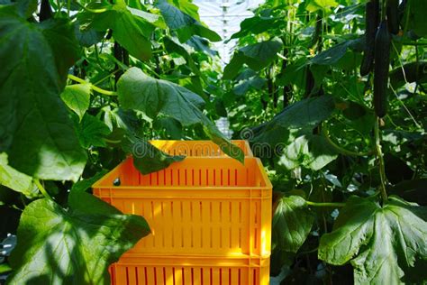 Tasty Organic Green Cucumbers Growth In Big Dutch Greenhouse Everyday
