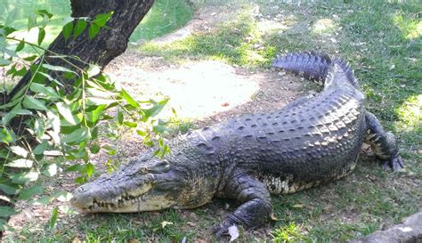 Anecdotes The Crocodile Park Chennai