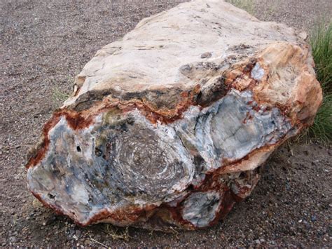 Petrified Wood An Example Of Petrified Wood You Can See T Flickr