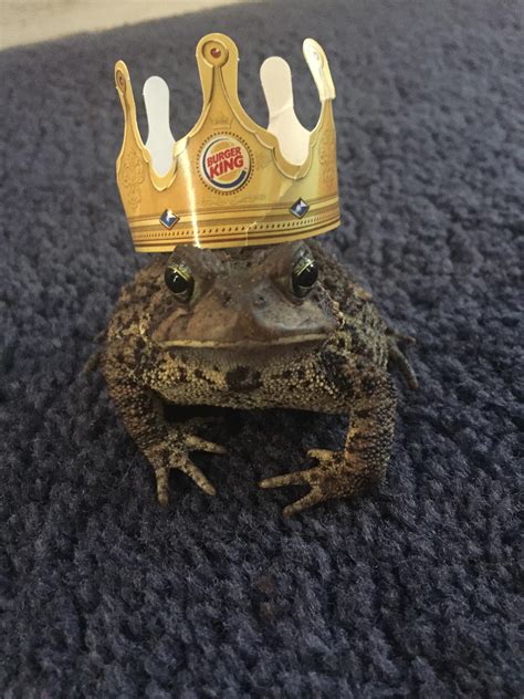 Heres Danny Toadvito Modeling A Burger King Crown For You All Rfunny