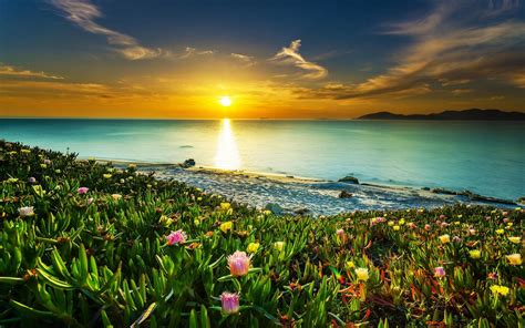 Sea Coast Meadow With Tropical Flowers Sandy Beach Calm Sea Orange Sky