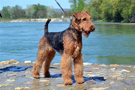 Airedale terrier puppies and dogs. Airedale Terrier Puppies For Sale - Ideal Dale Breeding House