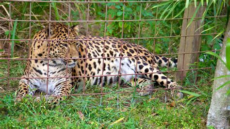 The cat, named silas, was found two years ago by the oldest daughter of south florida resident marci pence. Big Cat Rescue in Tampa, Florida | Expedia