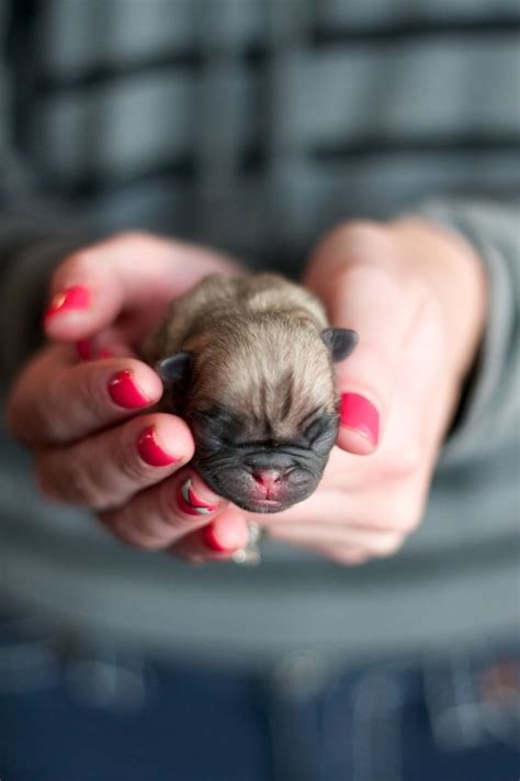 Tiny Baby Pug Amber Dog Has Had A Couple Of Litters Of Baby Pugs