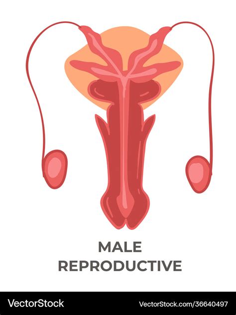 Male Reproductive System Health Care And Medicine Vector Image